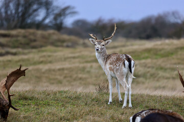 The deer in autumn forest of Amsterdamse Waterleidingduinen in the Netherlands, wildlife in the...