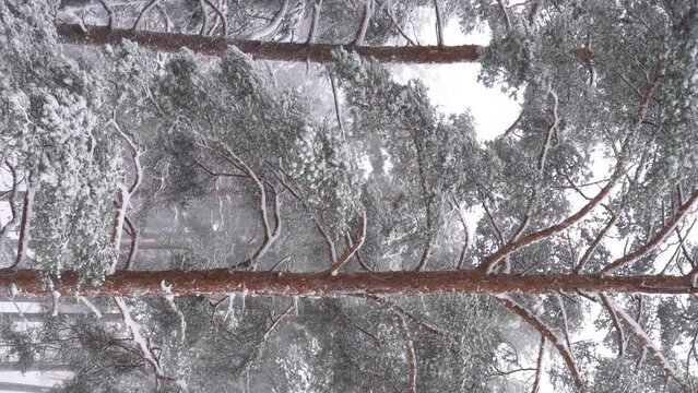 Landscape with heavy snowfall and pine trees in winter dense forest on cold quiet evening ib Finland