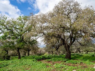 Fototapeta premium tree in bloom, Oak forest near Alonim, Israel