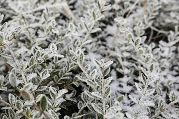 Winter frost. Lonicera bush branches covered with white hoarfrost. Morning frost, green frozen plant leaves. Onset of winter, nature falls asleep. Blurred decorative background image, selective focus