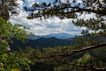 Obraz premium trees in the mountains