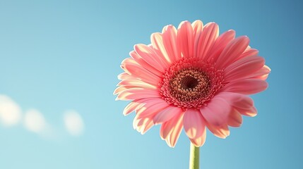 vibrant gerbera flower from a low angle, capturing its bright petals against the backdrop of a clear spring sky 