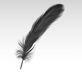 Single black feather realistic vector illustration on white background. Dark crow quill 3d design element. Soft bird plumage part image