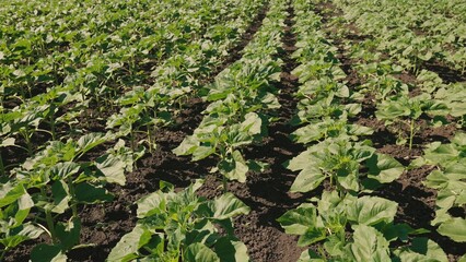 green sunflower sprouts, young sunflower sprout growing out from soil sunny day, against sky, lifestyle agriculture business concept, growing sunflowers farmer field summer, agriculture, young