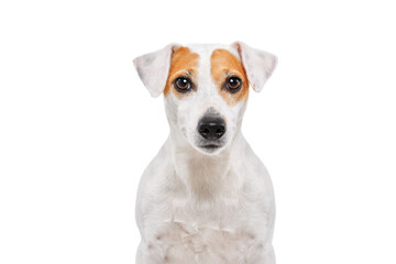 Portrait of curious dog breed Parson Russel Terrier