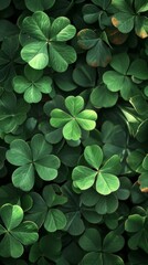 Lucky Irish Four Leaf Clover in the Field for St. Patrick's Day holiday symbol. Green background with three-leaved shamrocks.