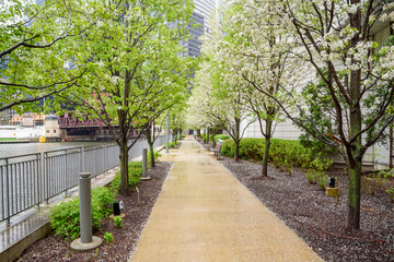 Deserted riverside footpath lined with wooden benches and trees in blossom and  on a rainy spring day