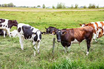Dairy cattle out to pasture on a cloudy summer day