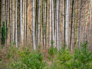 Wiederaufforstung im Fichtenwald