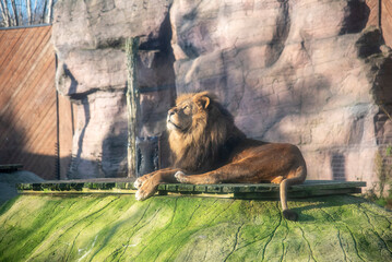 A majestic Lion at Colchester Zoo