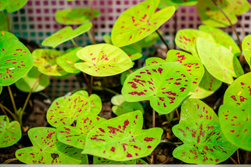 Background texture on leaves, close up shot on the beautiful Caladium bicolor colorful leaf in the garden.