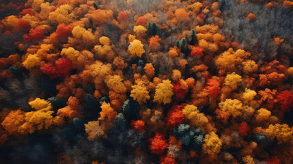Fototapeta na wymiar A Bird's Eye View of Fall Foliage