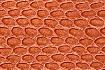 Texture of genuine leather close-up, embossed under skin of gold brown reptile. For modern pattern,...