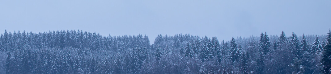 Winter white forest with snow. Weather concept. Winter, frost, cold snap in winter