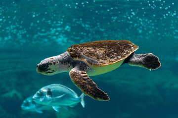 Close-up view of sea turtle in sea aquarium.