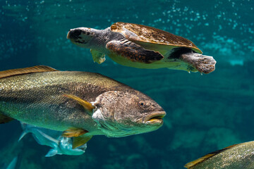 View of sea turtle swimming with fishes in sea aquarium.