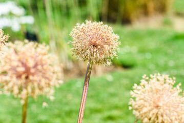 Allium karataviense flower blooming in summer in the garden on a sunny day.