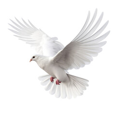 Obraz premium white dove isolated on trasparent background
