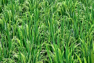 Rice grows abundantly in the Rawa Pening Ambarawa lake area