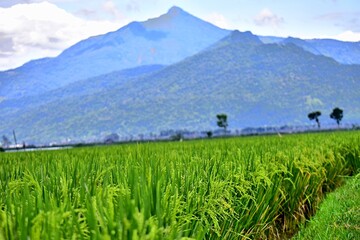 Fototapeta na wymiar Rice grows abundantly in the Rawa Pening Ambarawa lake area
