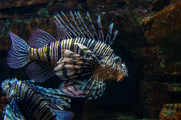 Devil firefish or lion fish swimming in aquarium.