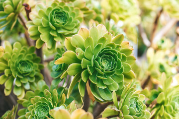 An Aeonium plant with green leaves forming a tight rosette
