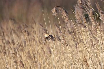 Reedbed habitat shot of Bearded Reedling (panurus biarmicus). AKA Bearded Tit. Perched and feeding amongst the reeds. Yorkshire, UK in Winter