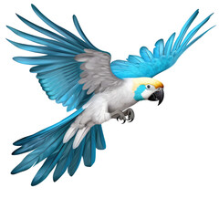 White blue Macaw Parrot Flying Isolated on Transparent Background
