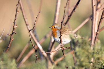 Robin bird (erithacus rubecula) in Winter. Perched on a bare branch within a shrub - Yorkshire, UK in January