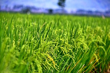 Rice grows abundantly in the Rawa Pening Ambarawa lake area