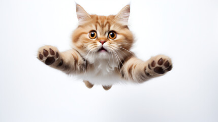 Flying funny kitten on white background generated AI