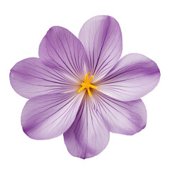 illustration of isolated crocus flower. Created with Generative AI