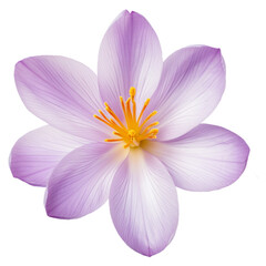 illustration of isolated crocus flower. Created with Generative AI