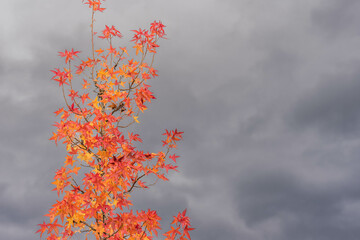 Acer platanoides leaf in autumn color, on storm clouds background