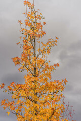 Acer platanoides leaf in autumn color, on storm clouds background