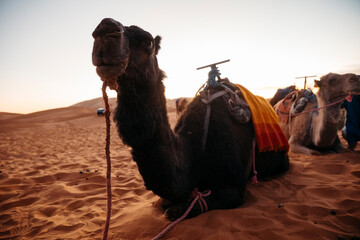 A camel at sunset on a dune in the Sahara desert, at Merzouga