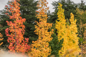 Acer platanoides leaf in autumn color, on storm clouds background