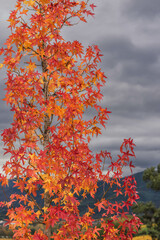 Acer platanoides leaf in autumn color, on storm clouds background
