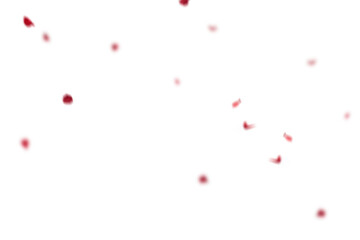 Red rose collection set of petals isolated on a transparent background. Red flower petals png. Floating red rose petal. Love valentines day postcard