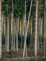 Wiederaufforstung im Fichtenwald