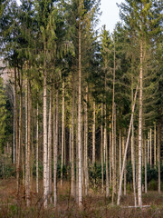 Wiederaufforstung im Fichtenwald