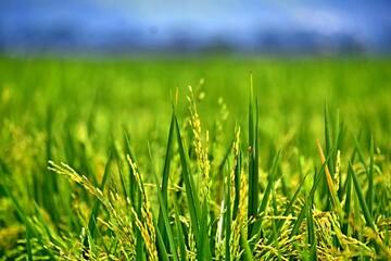 Rice grows abundantly in the Rawa Pening Ambarawa lake area