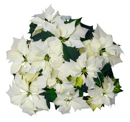 White christmas flower plant, Euphorbia pulcherrima ‘Alaska’, Isolated, cutout, alpha, png, transparent,

