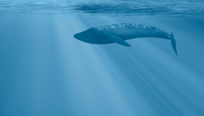 Silhouette of a blue whale swimming close on the dark water