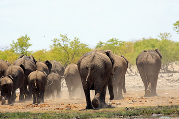 Fototapeta premium View of a herd of elephants walking away from camera - good view of rear end - Etosha National Park,