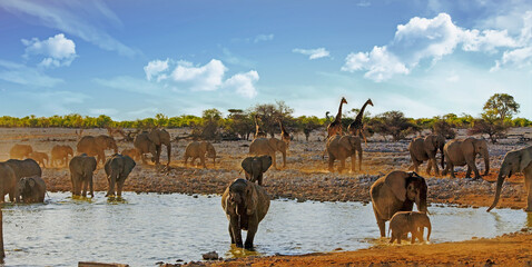 Very large herd of Elephants and giraffe at Okaukeujo waterhole along with giraffe in the...