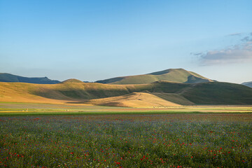 Castelluccio di Norcia, Fiorita delle lenticchie
