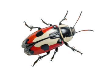 Close up of beetle or bug Insect isolated on transparent png background, entomology collection, anatomy of insect concept.