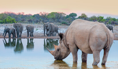 Obraz premium Rhino drinking water from a small lake - Group of elephant family drinking water in lake at amazing sunset - Etosha National Park, Namibia, Africa 