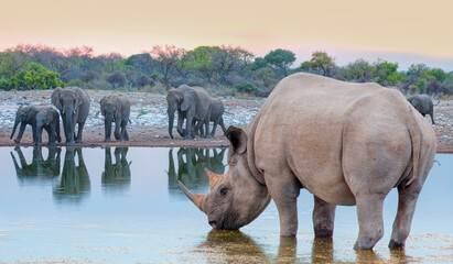 Rhino drinking water from a small lake - Group of elephant family drinking water in lake at amazing sunset - Etosha National Park, Namibia, Africa 